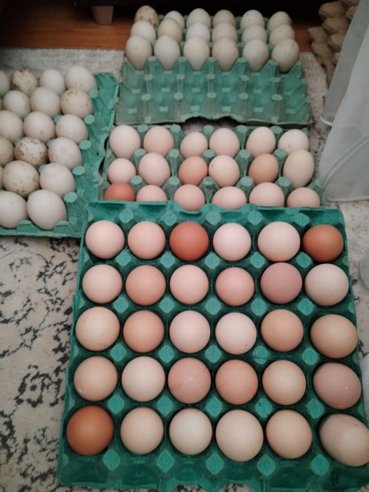 Vând ouă de găină și ouă de rață