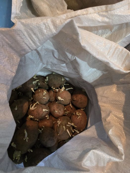 Продам  картофель  дачный.