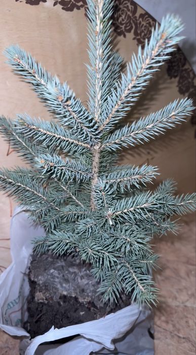 Продается ель канадская Голубая