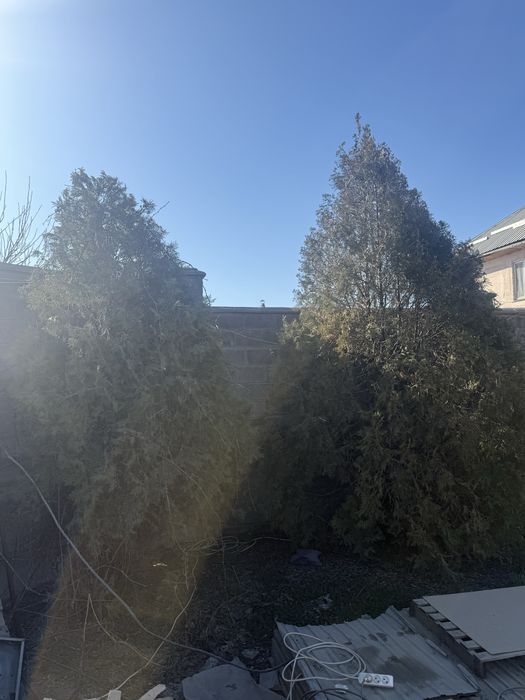 Ёлка 3,5-4 метр,самовызов 30,40к