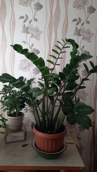 Продам замиокулькас 8000 т