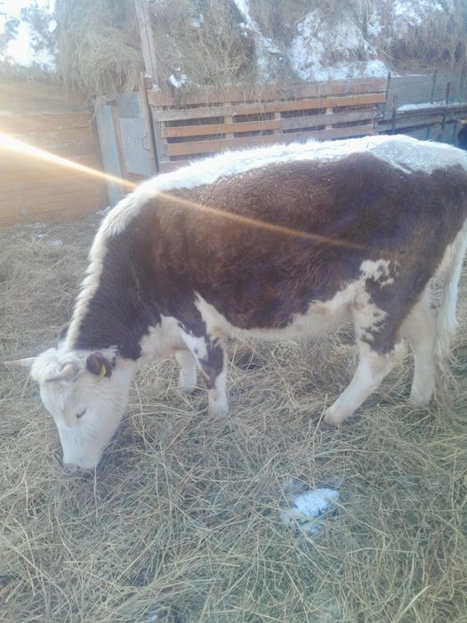 Сиыр сатам сатам