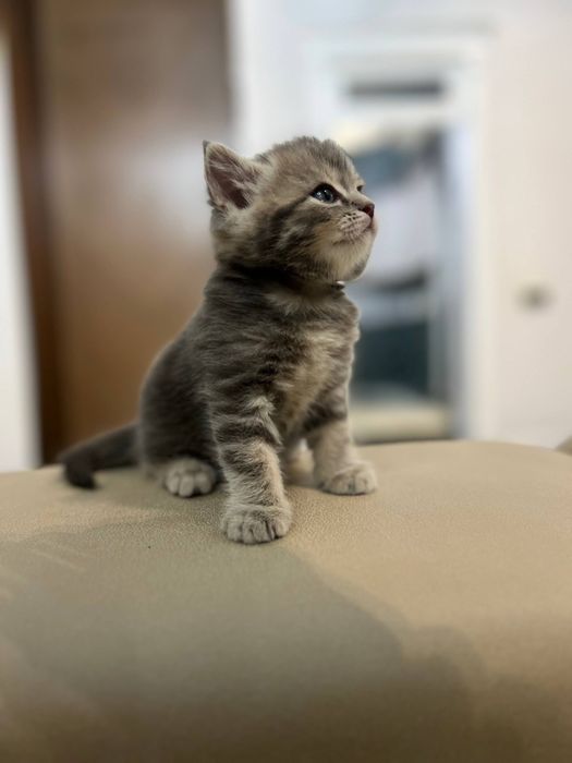 Продаются чистокровные шотландцы от правильной вязки