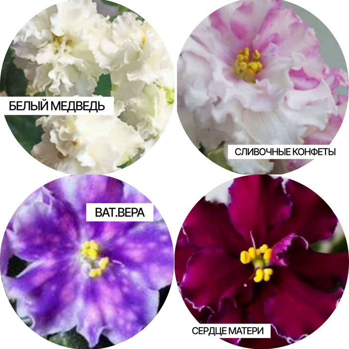 Листья фиалок срезами