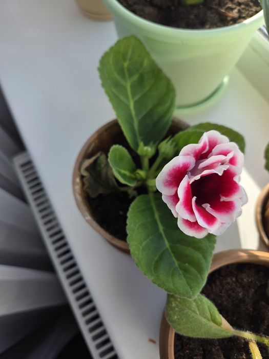 Глаксиния гүлі (цветок)