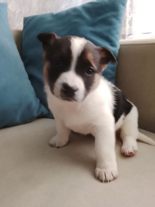 Щенятки ждут любящих хозяев