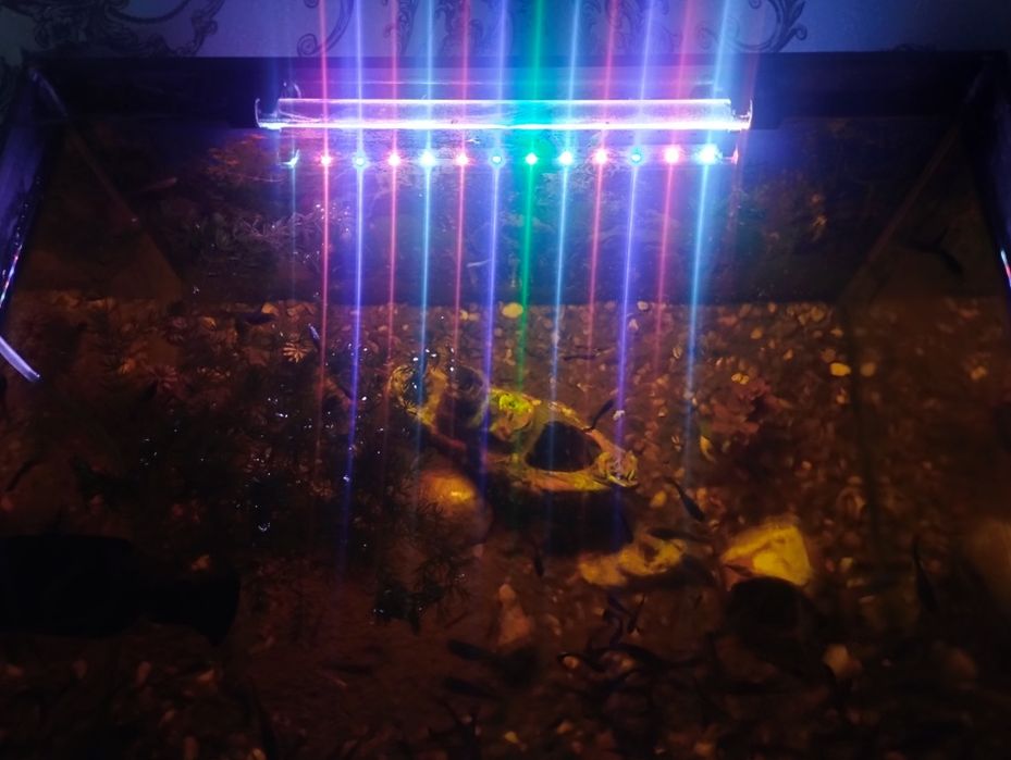 Akvarium baliklari bilan sotiladi pastafkasi xamma narsasi bilan