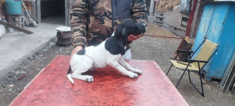 vand catei pointer