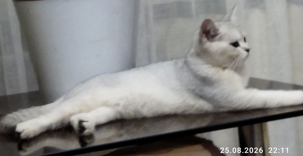 Срочно продается котенок