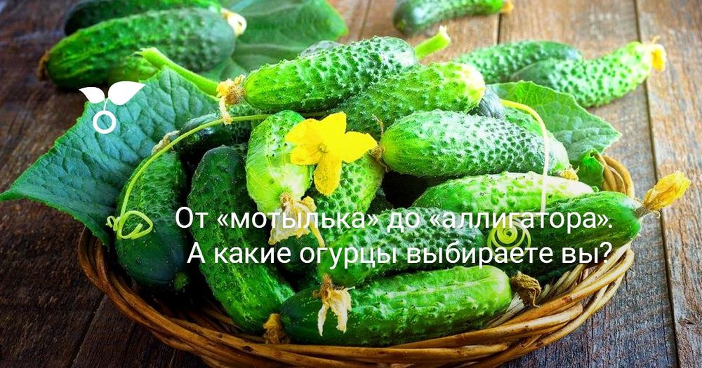 Огурчики дачные сразу с грядки.