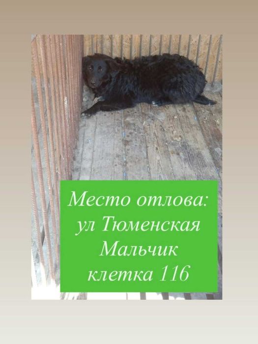 Подари жизнь собаке