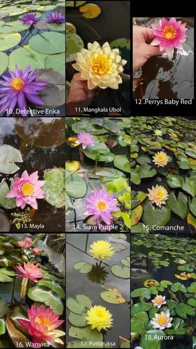 Продавам водни лилии, водни ириси и тор Osmocote за тях.