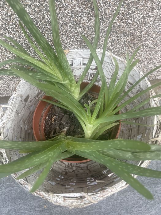 Aloe vera ghiveci