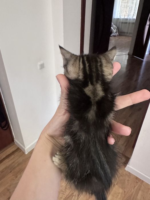 Отдам в добрые руки котят