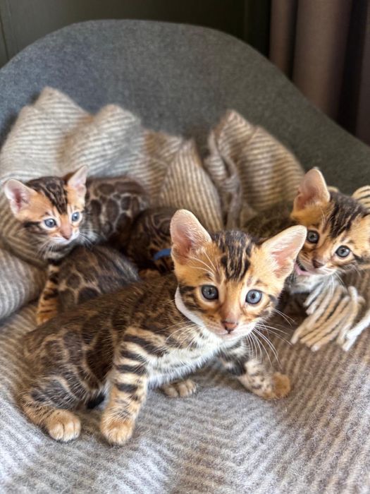 Бенгалско коте, момче, момиче