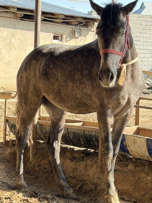 Лошадь трёхлетний девочка