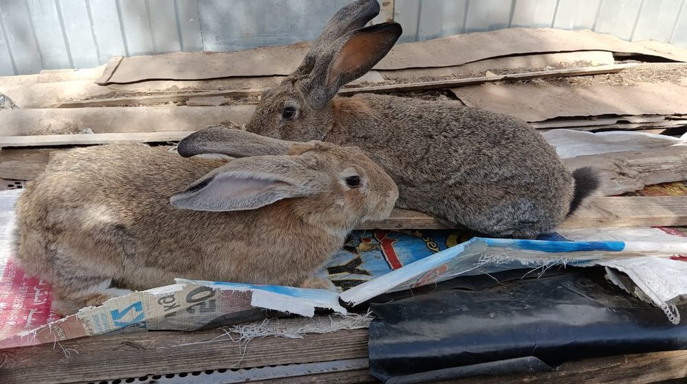 Продам крола ,серый великан.