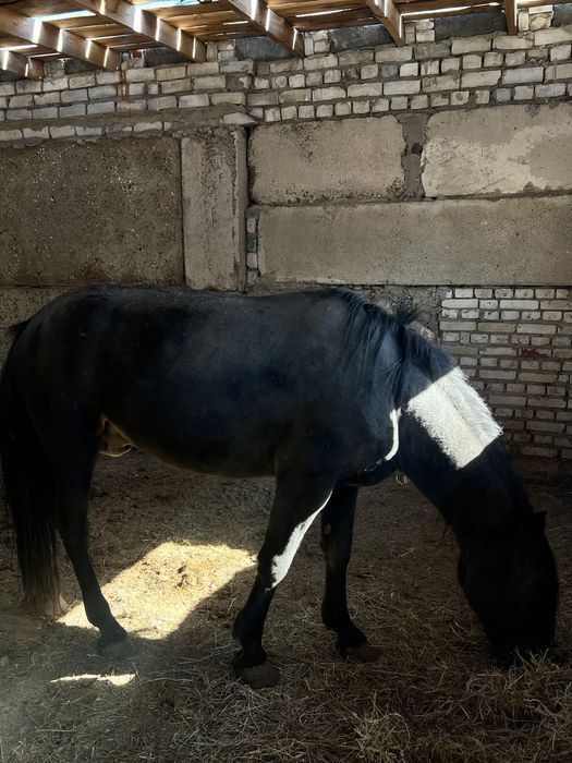 Продается жеребец