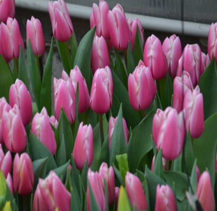 Тюльпаны оптом к 8 Марта.