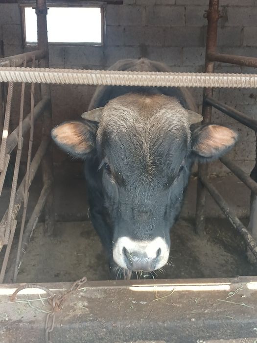 Продам 2 быков стоят на откорме