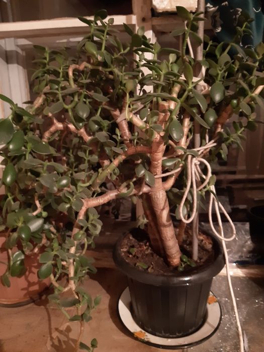 Денежное дерево ,толстянка