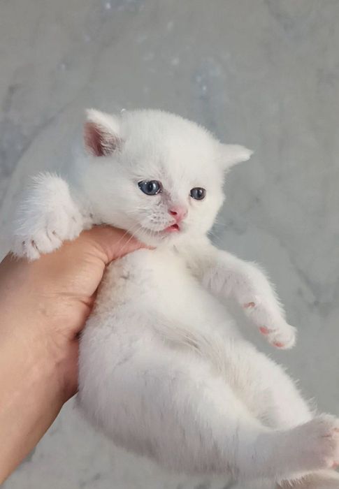 Шиншилла фолд и стирает