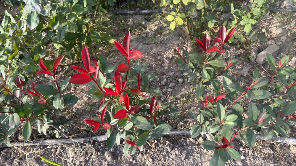 Фатиния изгирид (Италия)