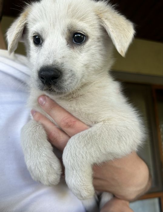 Cateluși spre adopție