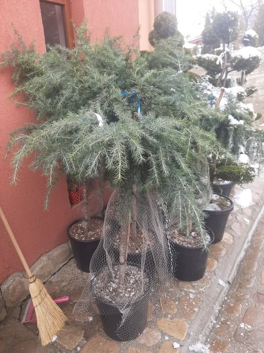 Vindem tuia,brazi,mesteacăn,tei,palmieri,magnoli,etc