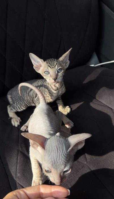 Котята сфинксы (сфинкс- браш)