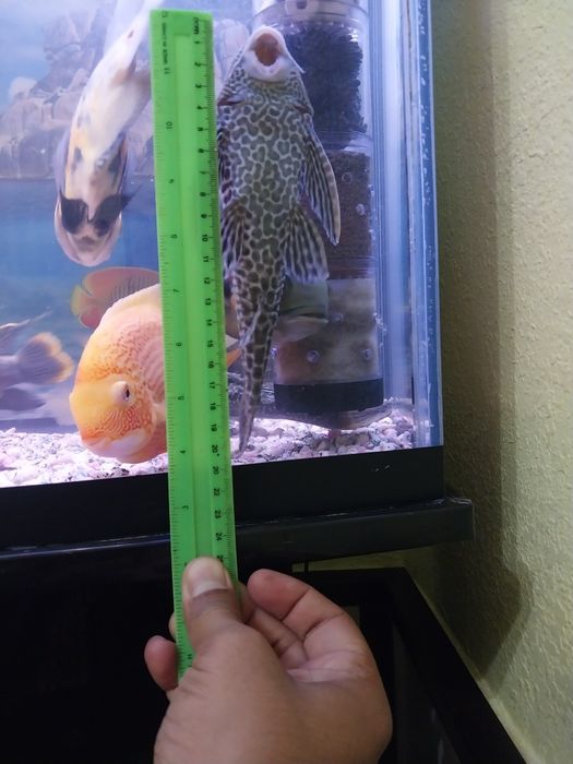 Баликлар сотилади