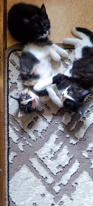 Отдам котят в хорошие руки