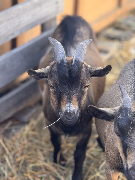 Камерунские козы