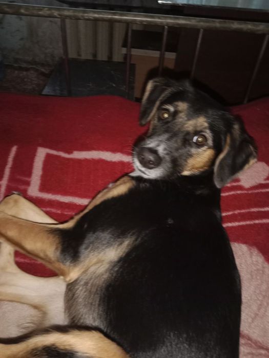 Собачки в добрые руки