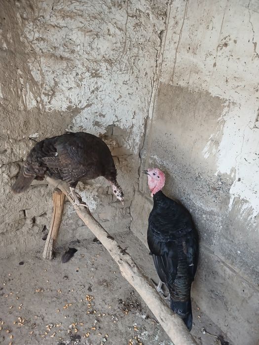 Ğuli sotiladi narxi 600 min kami bo