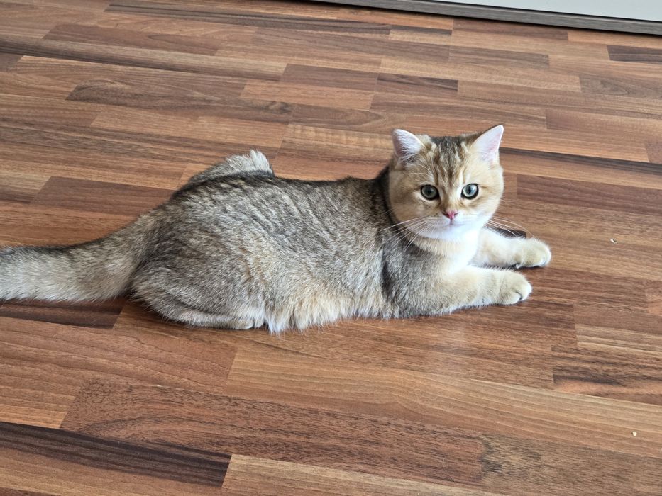British shorthair golden