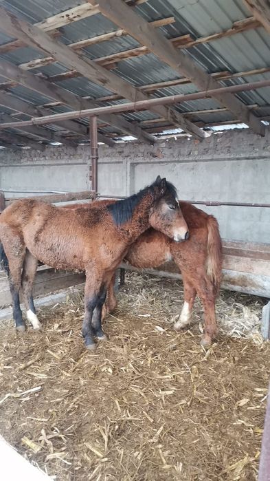 1 жасар тайлап бағасы 320000 мыңнан