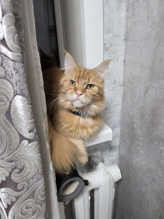 Продам кошку мейкун