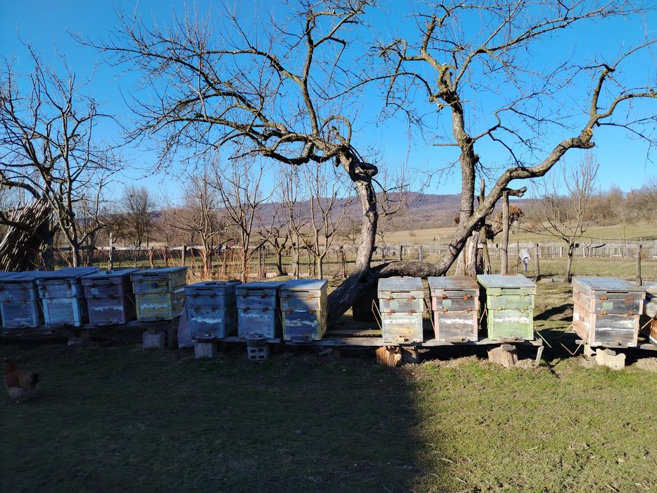 Vand familii de albine