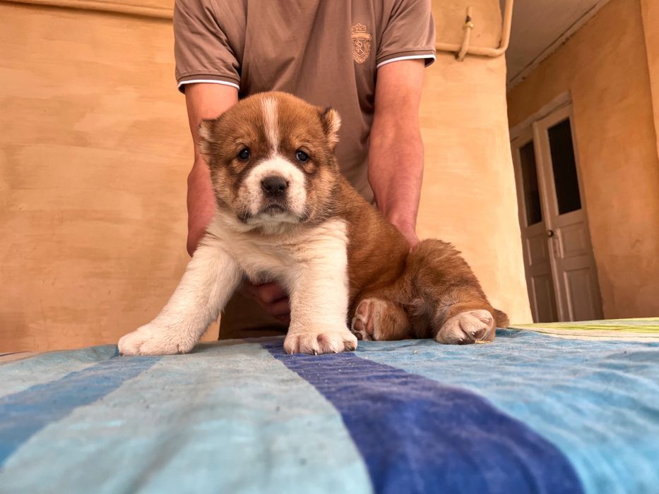 Щенок Алабая ( чистокровный )