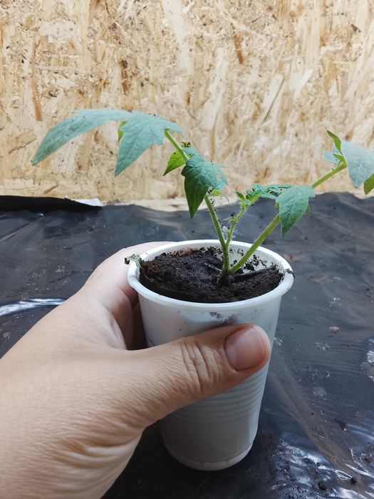 Продам рассаду помидор