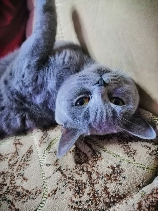 Отдам кошку в добрые руки