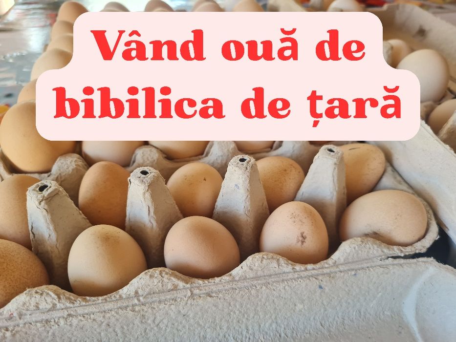 Vând Oua de Bibilică de Țară