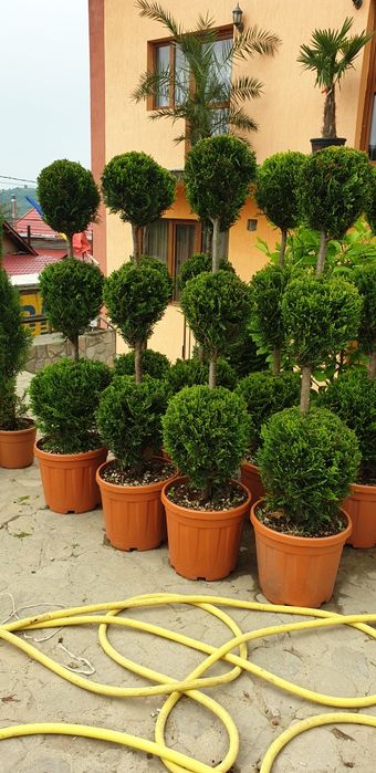 Arțar japonez Tuia smarald