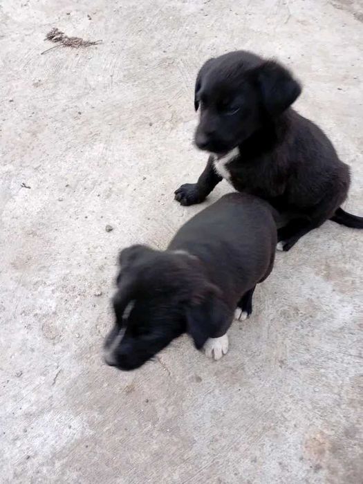 Подаряват се кученца майката е среден размер ловна порода