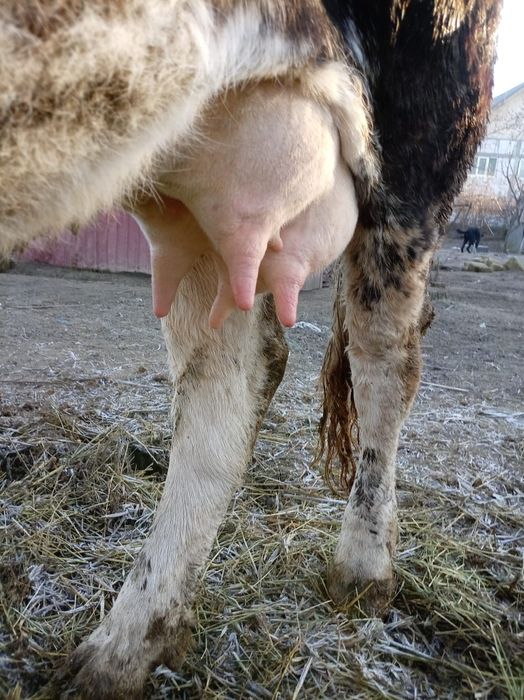 Vând vacă cu lapte