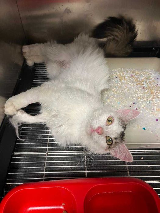 Млада котка, пухкава, мила, търси своите грижовни стопани.