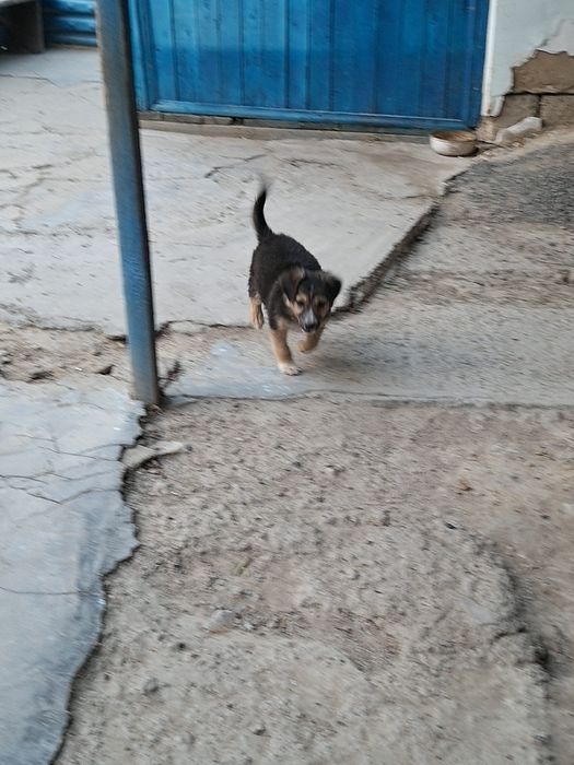 Щенок в добрые руки