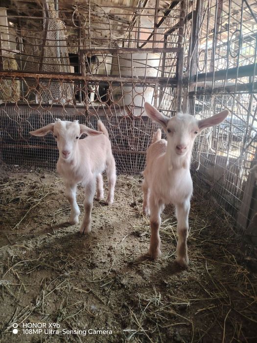 Такачалар сотилади