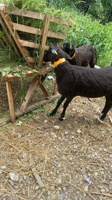 Oi Frisa germana neagra